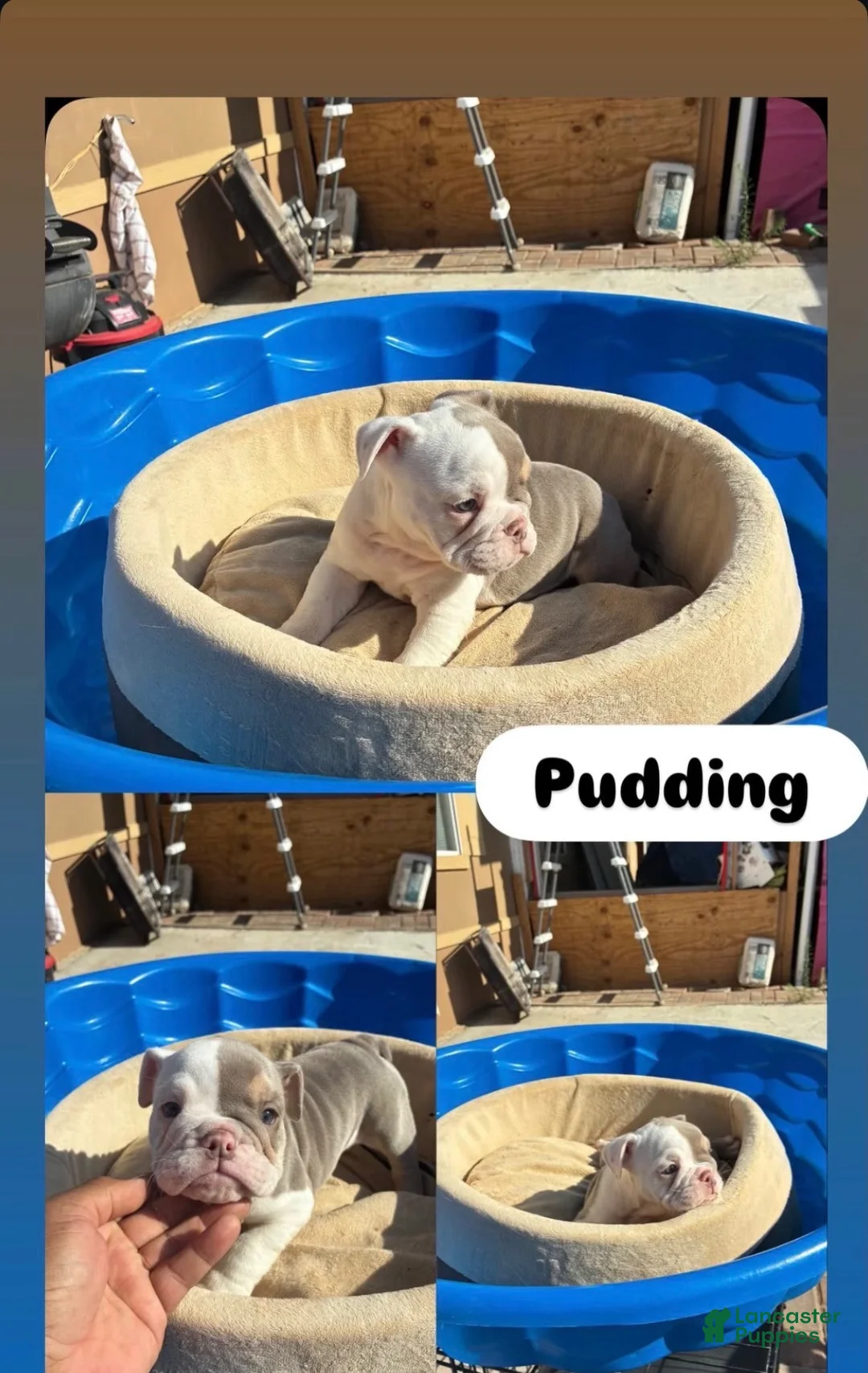 English Bulldog dogs for sale: Pudding - Ad 2