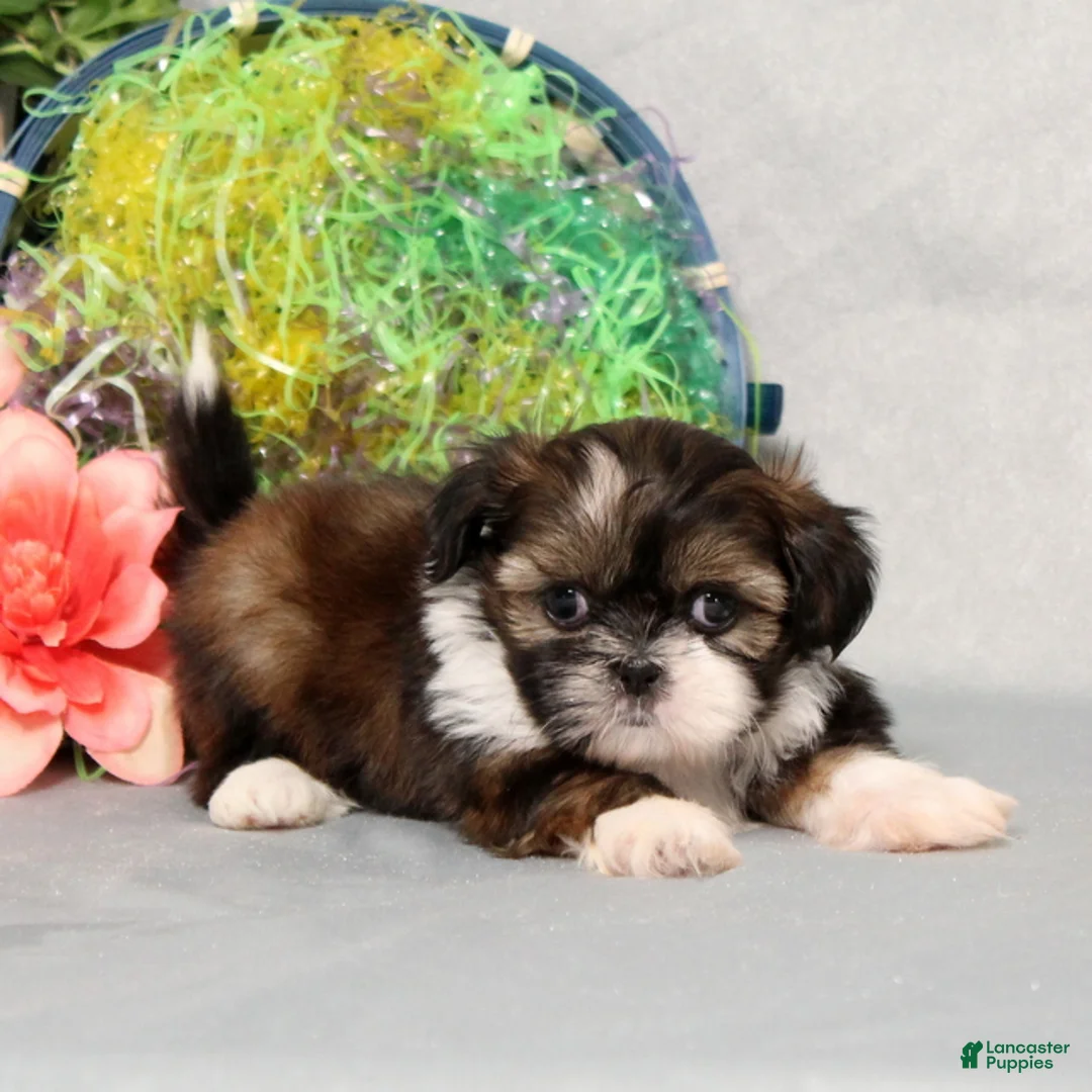 Shih Tzu dogs for sale: Jazz - Ad 1