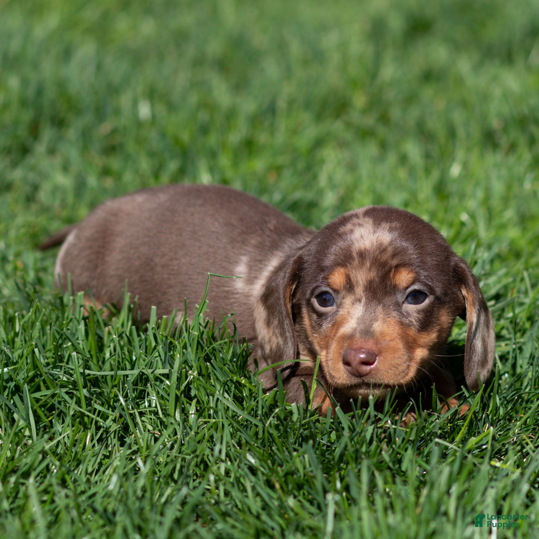 Miniature Dachshund dogs Theo Miniature Dachshund Puppy  - Ad 2