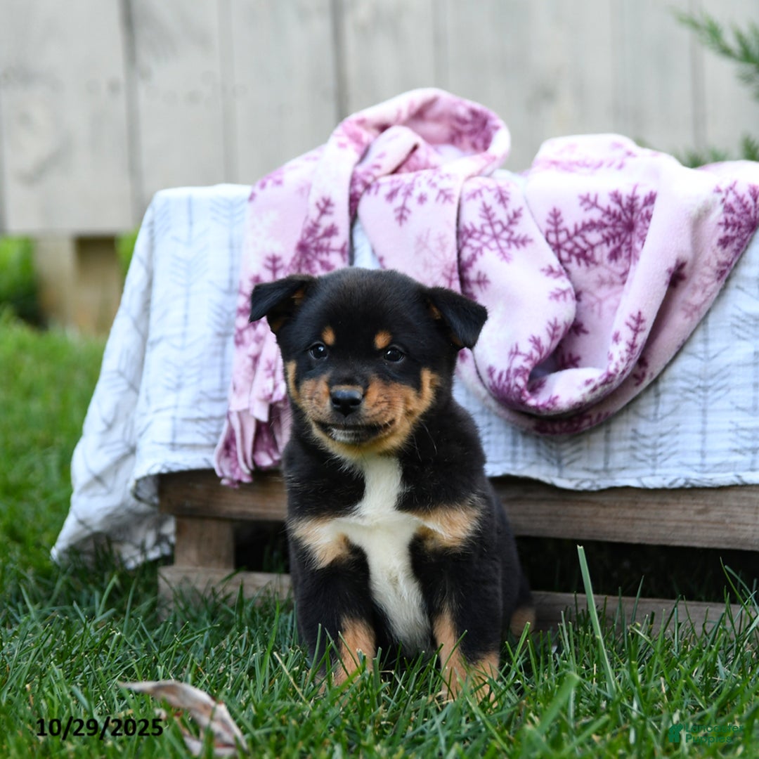 Mixed Breed dogs for sale: Millie - Ad 6