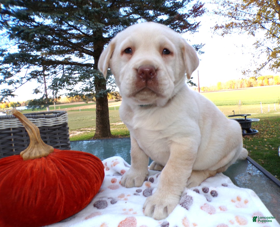 Labrador Retriever dogs for sale: Labrador Retriever Puppy 1 Baxter - Ad 1