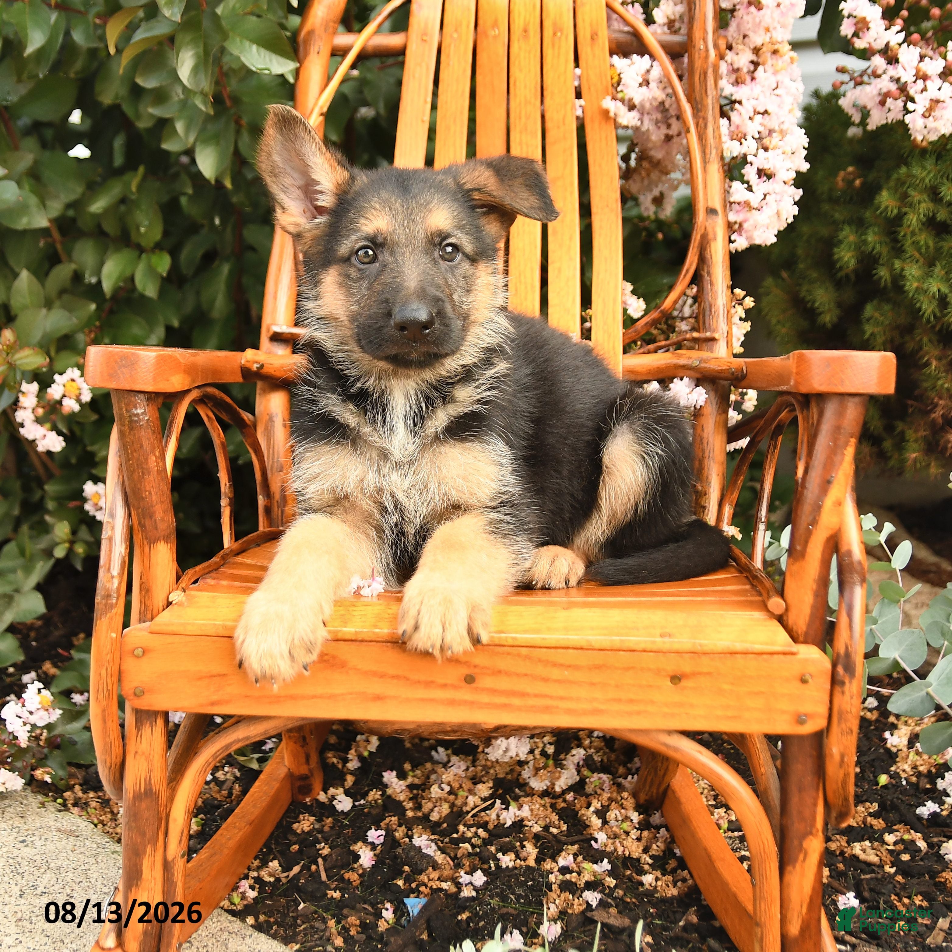 German Shepherd dogs Harley - Ad 1