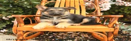 German Shepherd dogs for sale: Harley - Ad 1