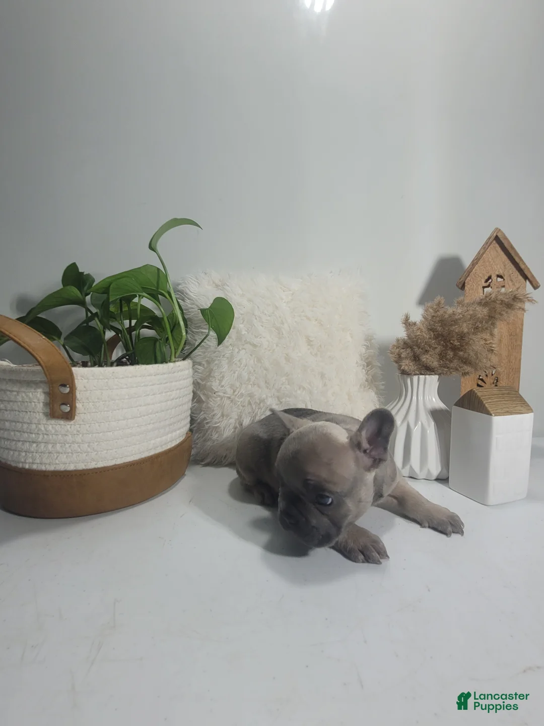 French Bulldog dogs for sale: French Bulldog Puppy 2 - Ad 2