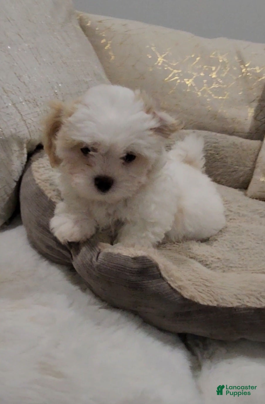 Shihpoo dogs for sale: Prince (Mr. Purple) - Ad 9