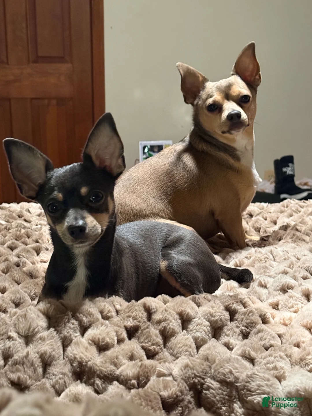 Chihuahua dogs for sale: Chihuahua Puppy 1 - Ad 3