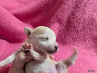 Chihuahua dogs Xyla - Ad 18