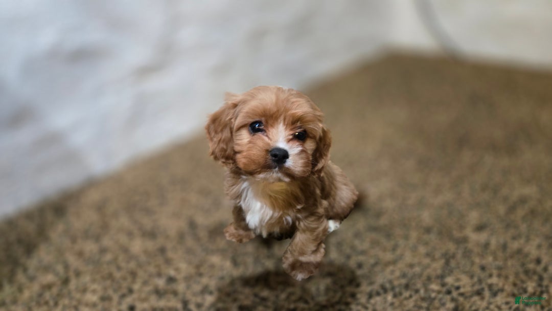 Cavapoo dogs for sale: Wes - Ad 5