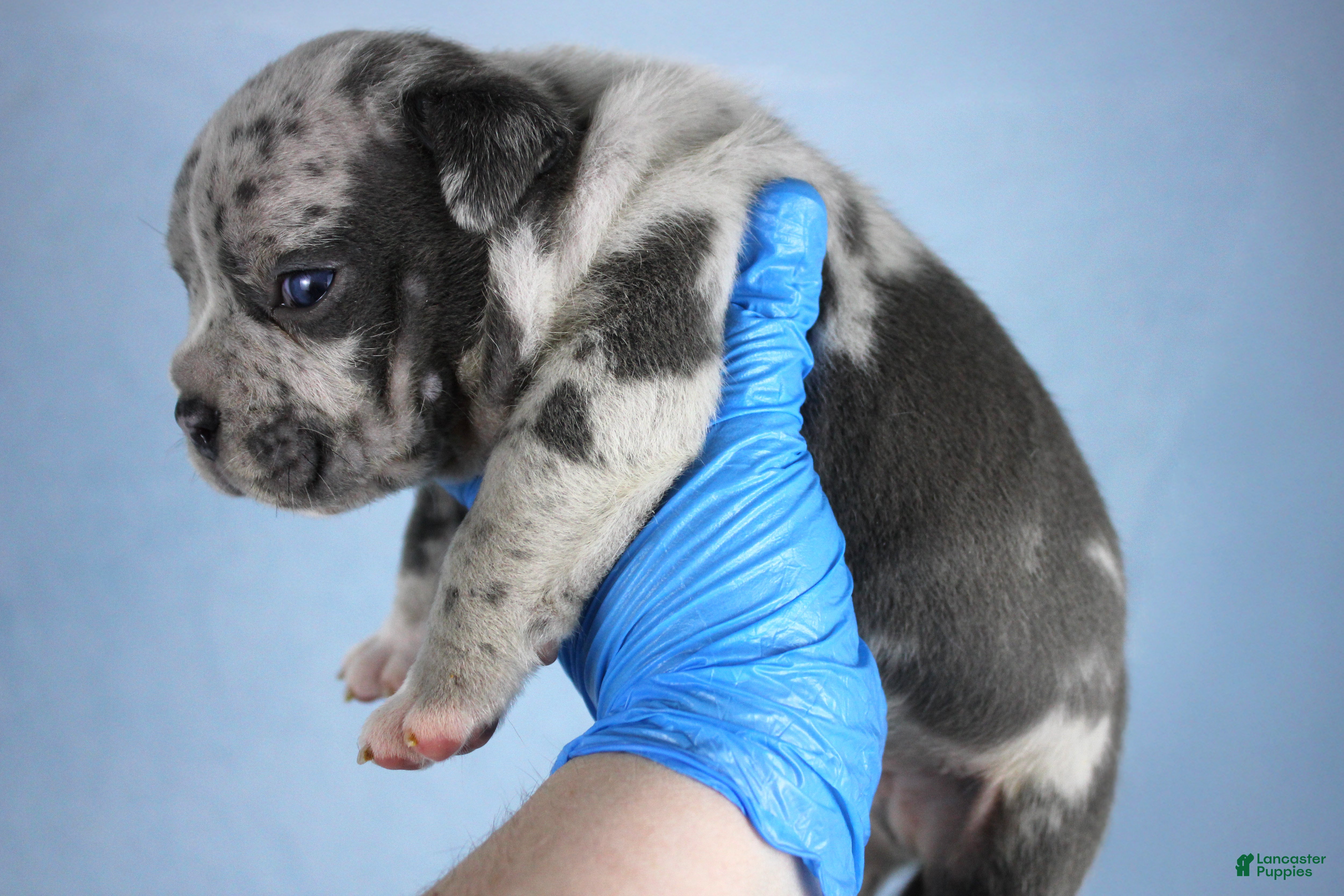 American Bully dogs Blue Merle Male - Ad 21