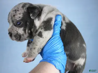 American Bully dogs Blue Merle Male - Ad 21