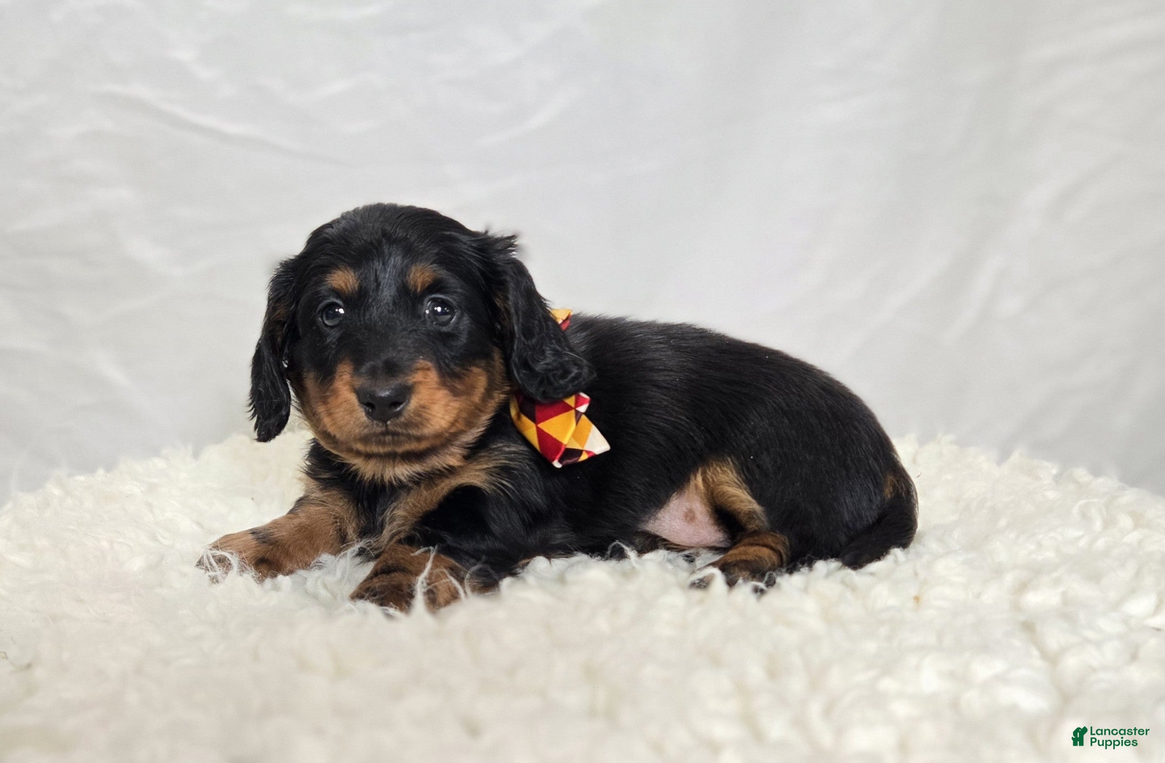 Miniature Dachshund dogs Kyle - Ad 27