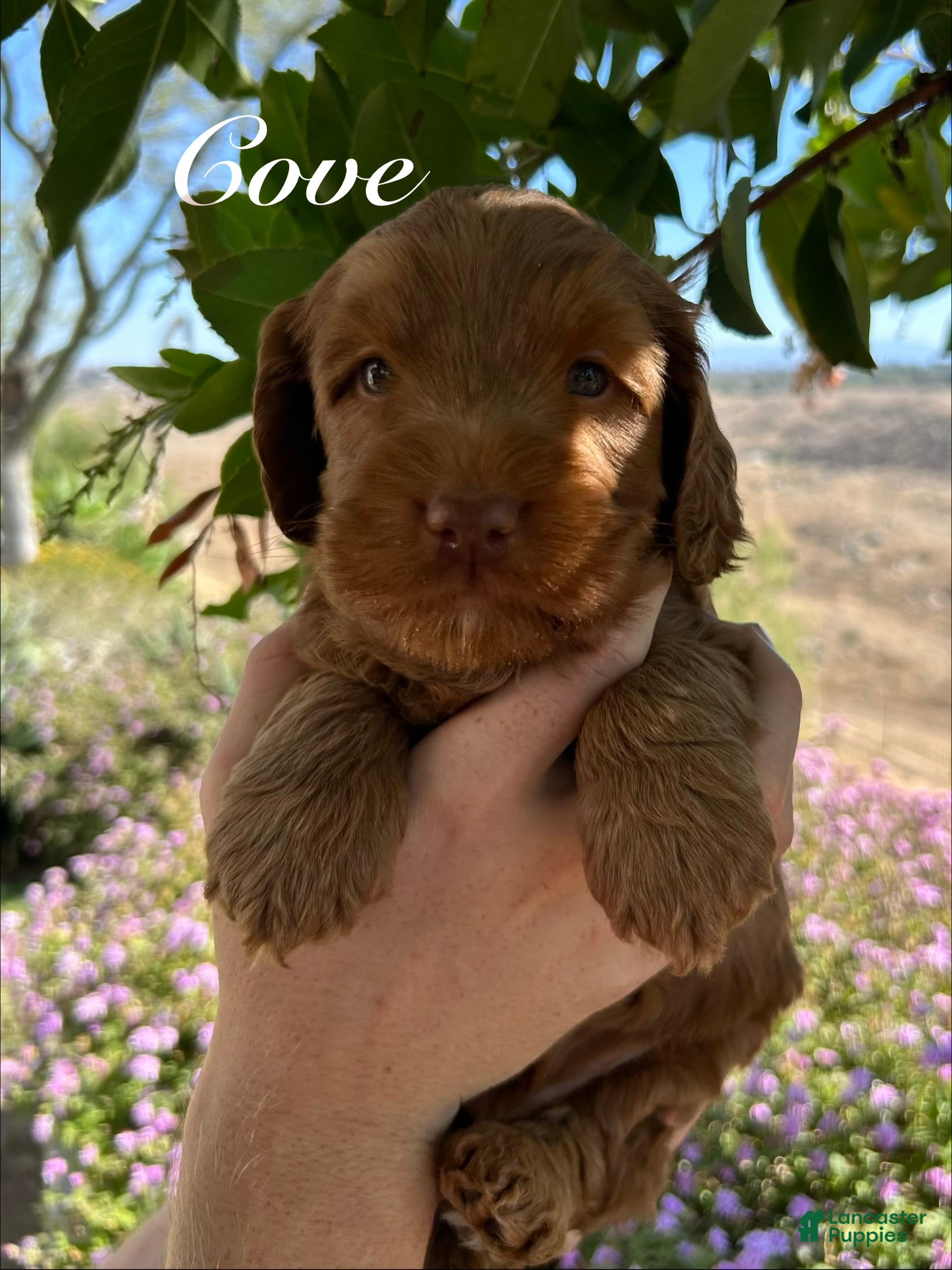Australian Labradoodle dogs Cove - Ad 1