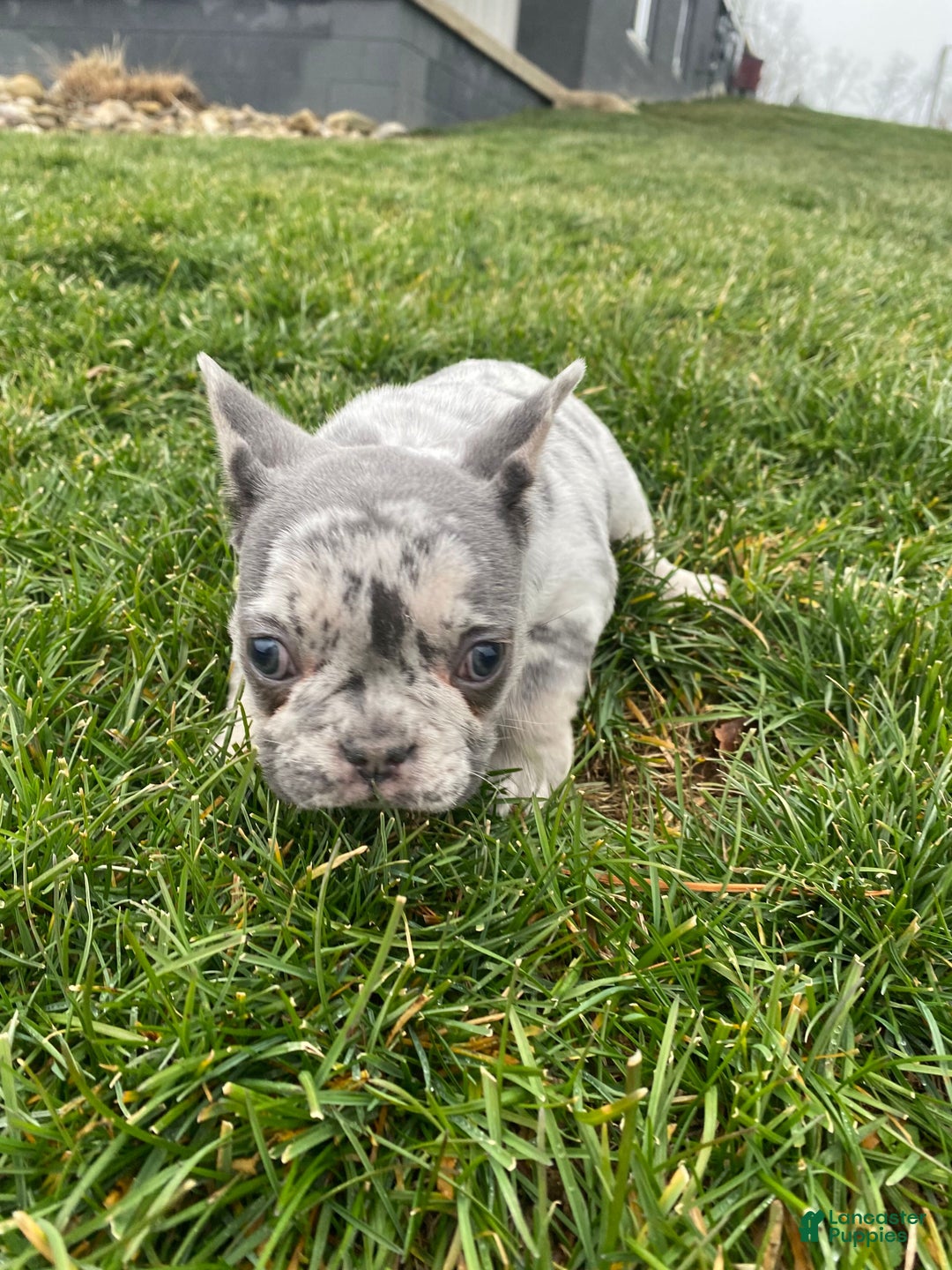 French Bulldog dogs for sale: Sammy - Ad 4