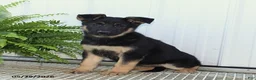 German Shepherd dogs for sale: Trixie - Ad 3