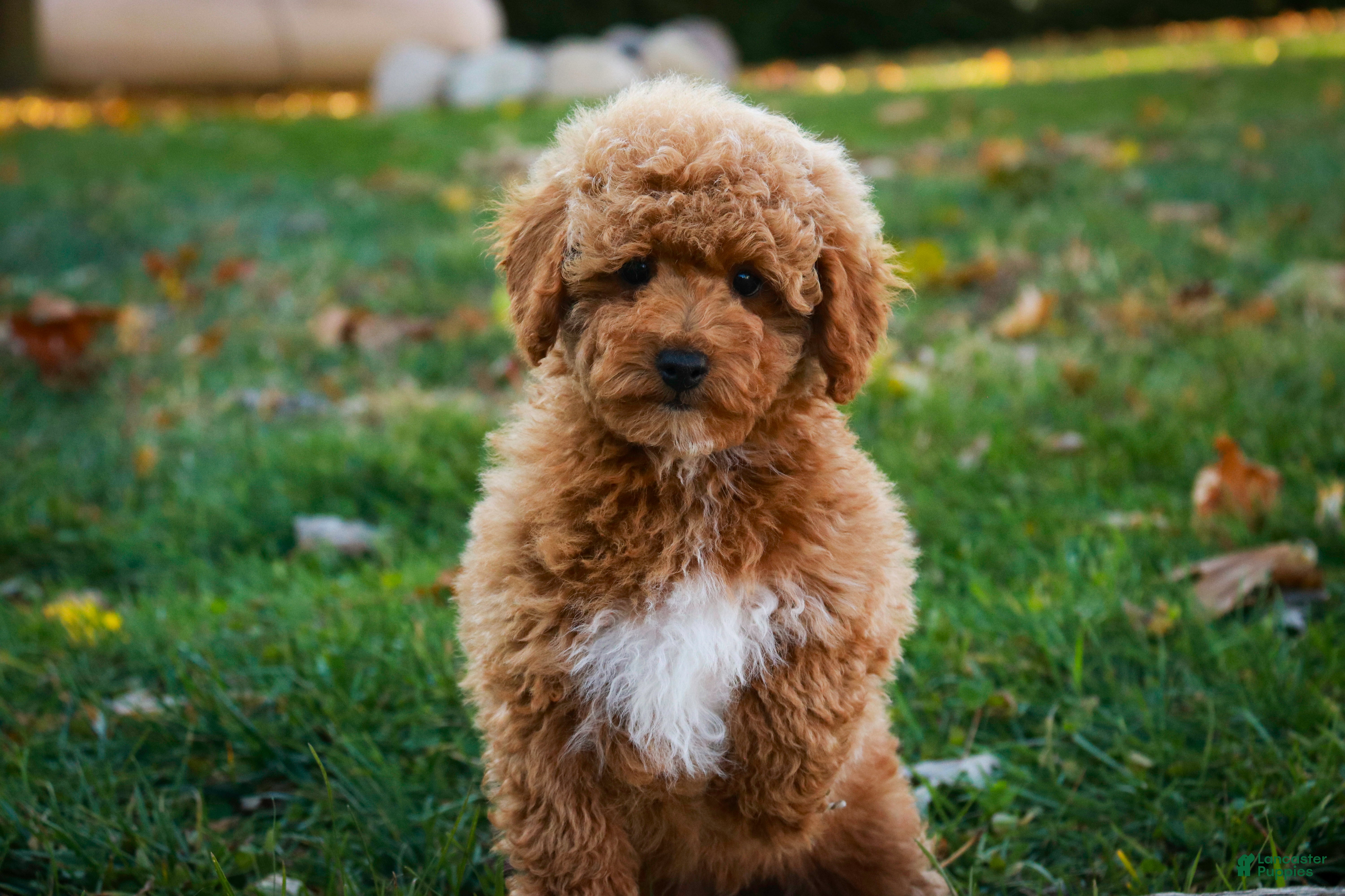 Shihpoo dogs Chase - Ad 20