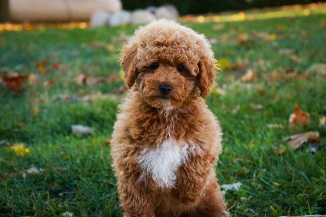 Shihpoo dogs for sale: Chase - Ad 1