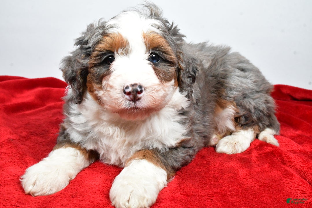 Mini Bernedoodle dogs for sale: Lola - Ad 3