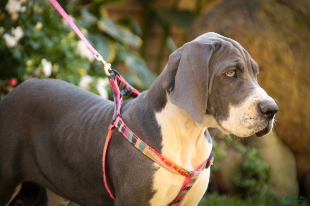Great Dane dogs for sale: Celestia Great Dane  - Ad 2