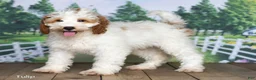 Mini Goldendoodle dogs for sale: Tulip - Ad 3