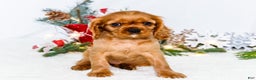 Cavalier King Charles Spaniel dogs for sale: Belle - Ad 6