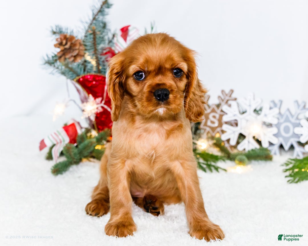 Cavalier King Charles Spaniel dogs for sale: Belle - Ad 6