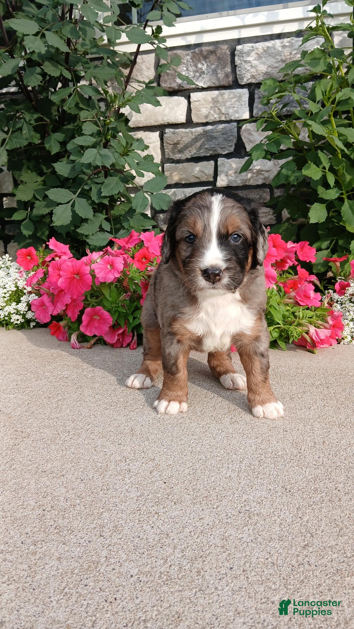 Bernedoodle dogs Leo - Ad 1