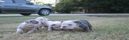 English Bulldog dogs for sale: Scar - Ad 5