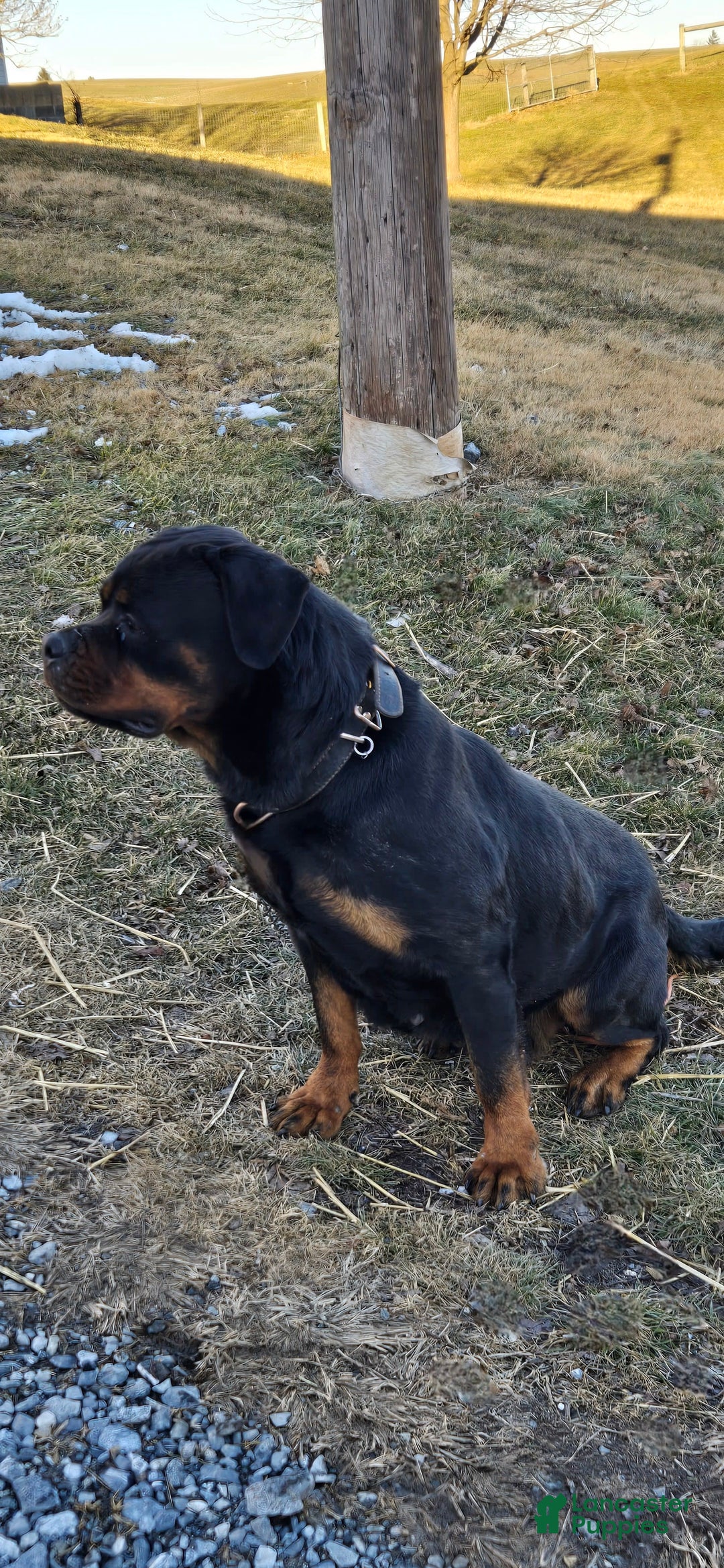 Rottweiler dogs for sale: Oxanna - Ad 2