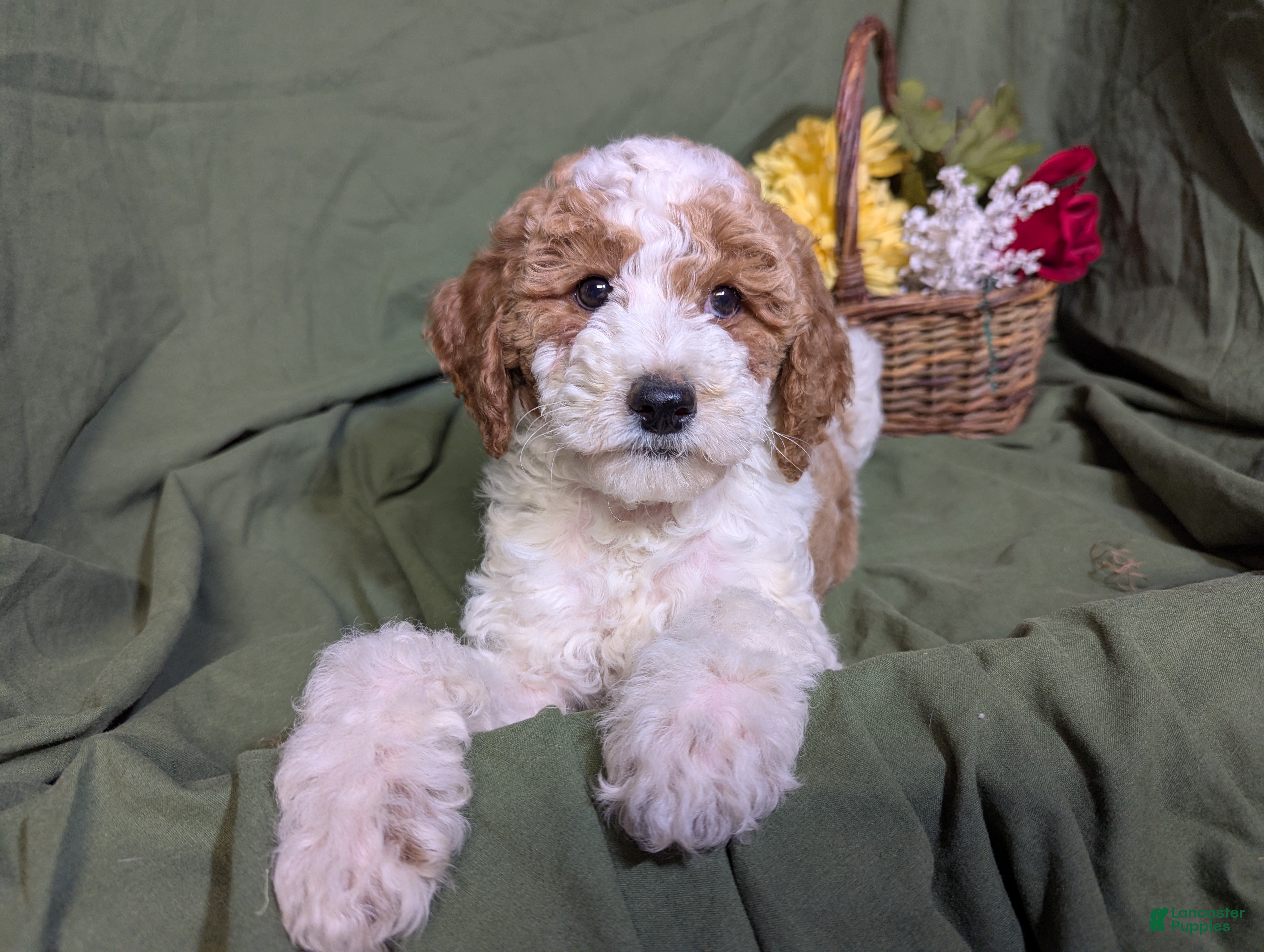 Mixed Breed dogs Gigi - Ad 1