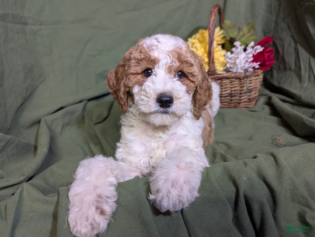 Mixed Breed dogs for sale: Gigi - Ad 1