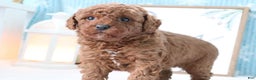Miniature Poodle dogs for sale: Buddy - Ad 3