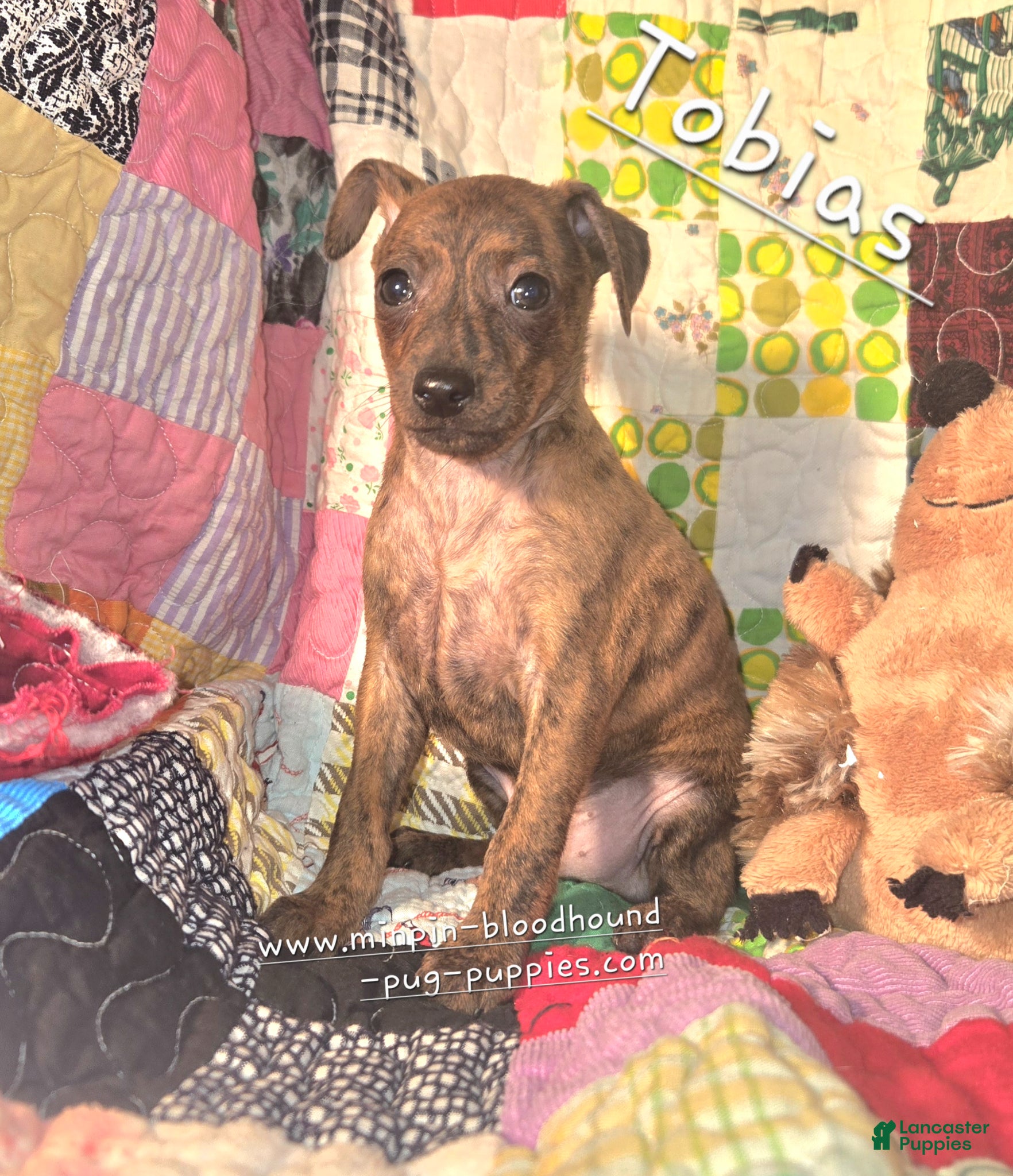 Miniature Pinscher dogs Tobias  - Ad 1