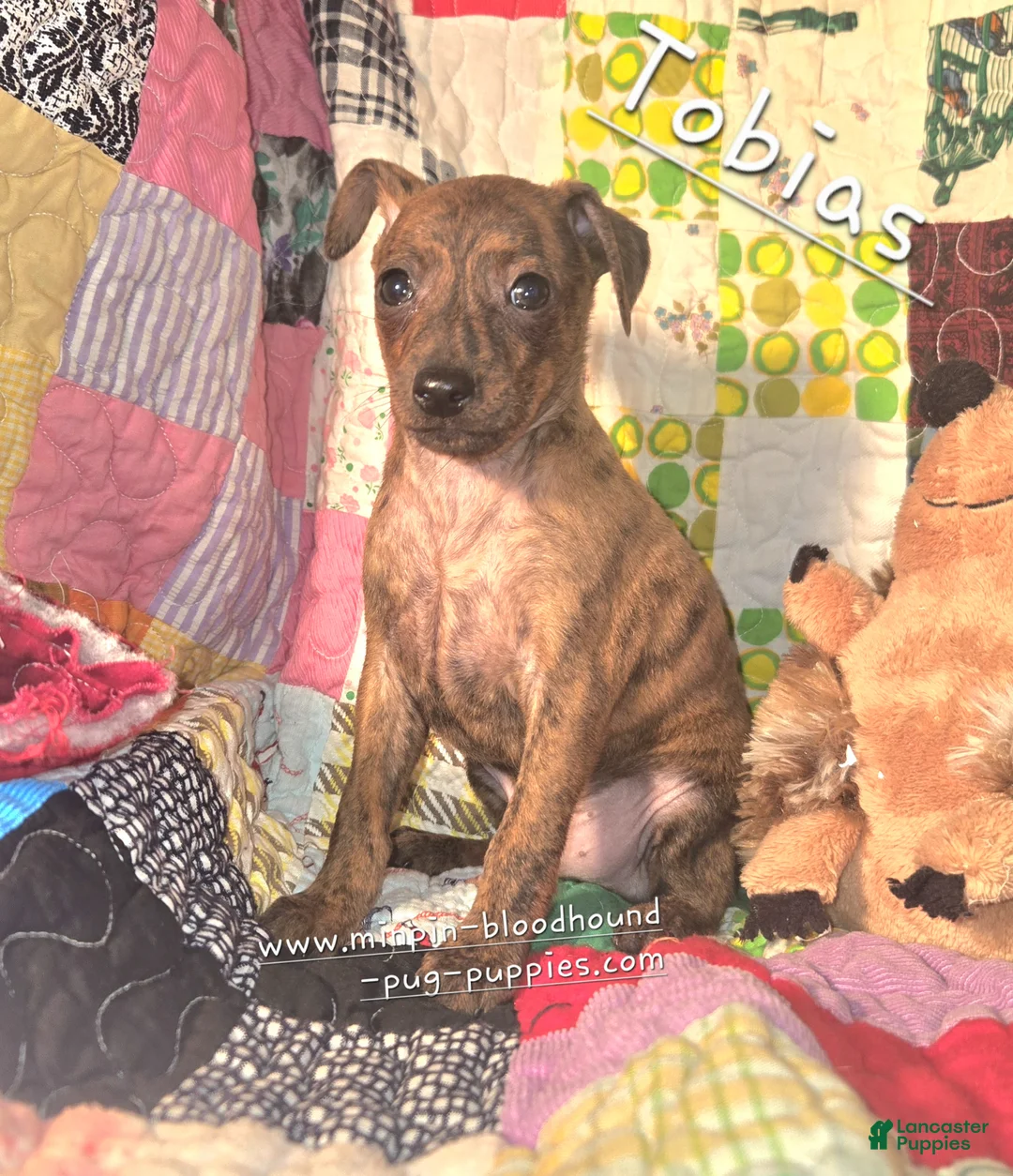 Miniature Pinscher dogs for sale: Tobias  - Ad 1