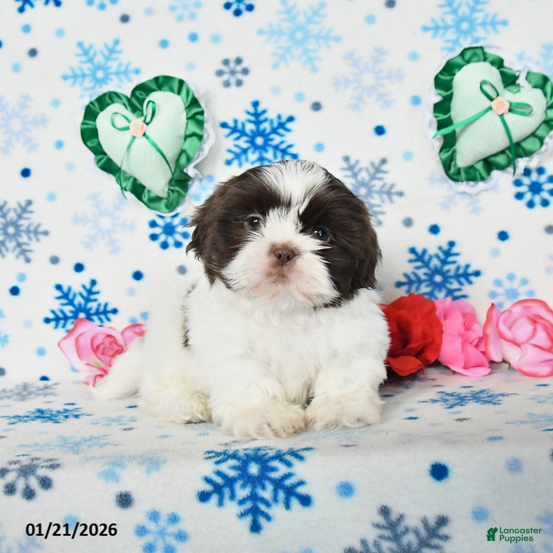 Shih Tzu dogs for sale: Lucky - Ad 3