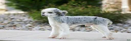 Mini Bernedoodle dogs for sale: Nova - Ad 8