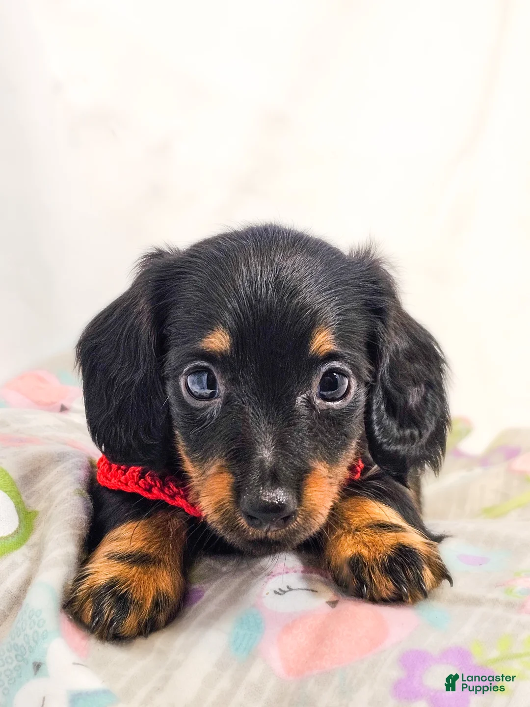Miniature Dachshund dogs for sale: Jelly - Ad 1
