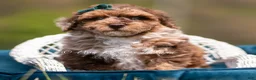Toy Poodle dogs for sale: Discover AKC - Ad 4