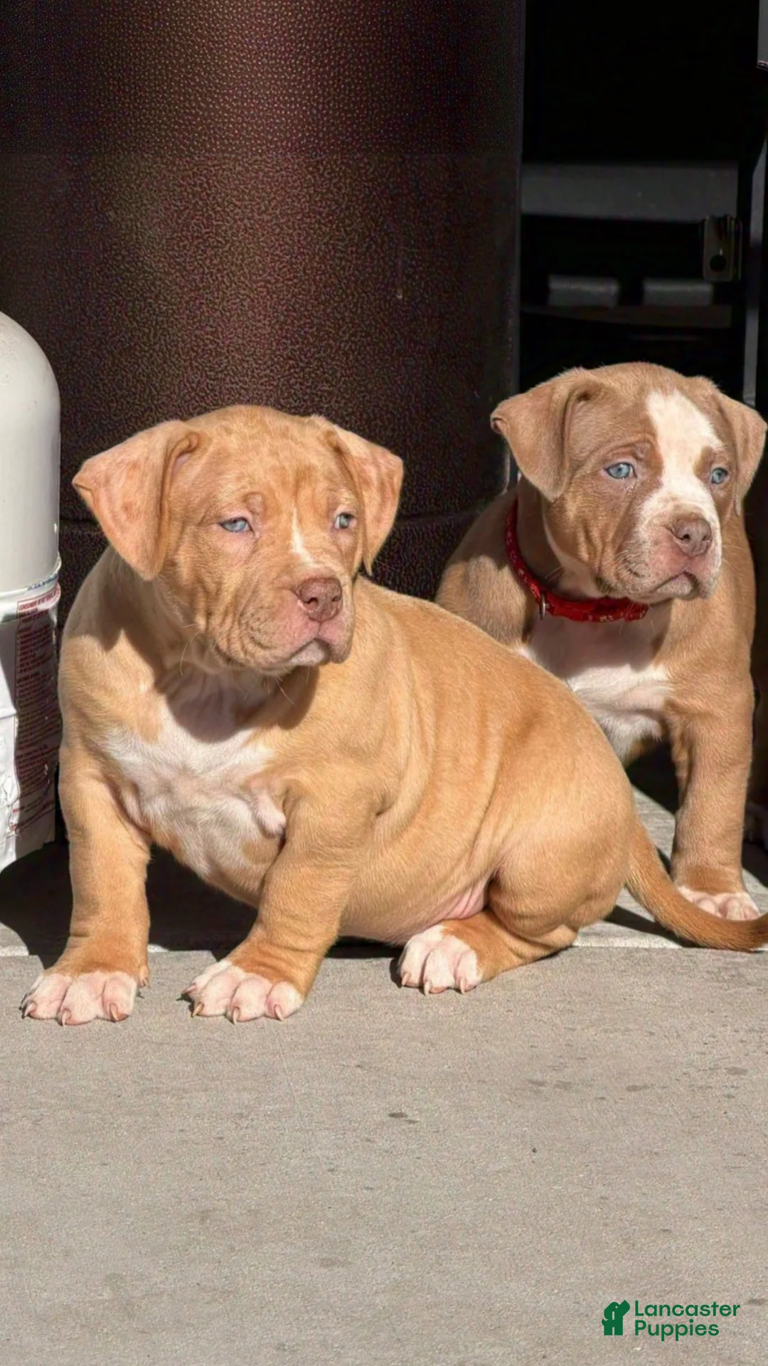 American Bully dogs for sale: American Bully Puppy 2 - Ad 5