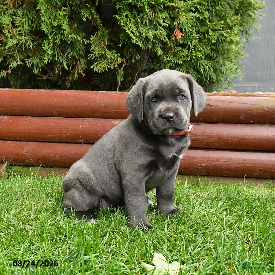 Cane Corso dogs August - Ad 1