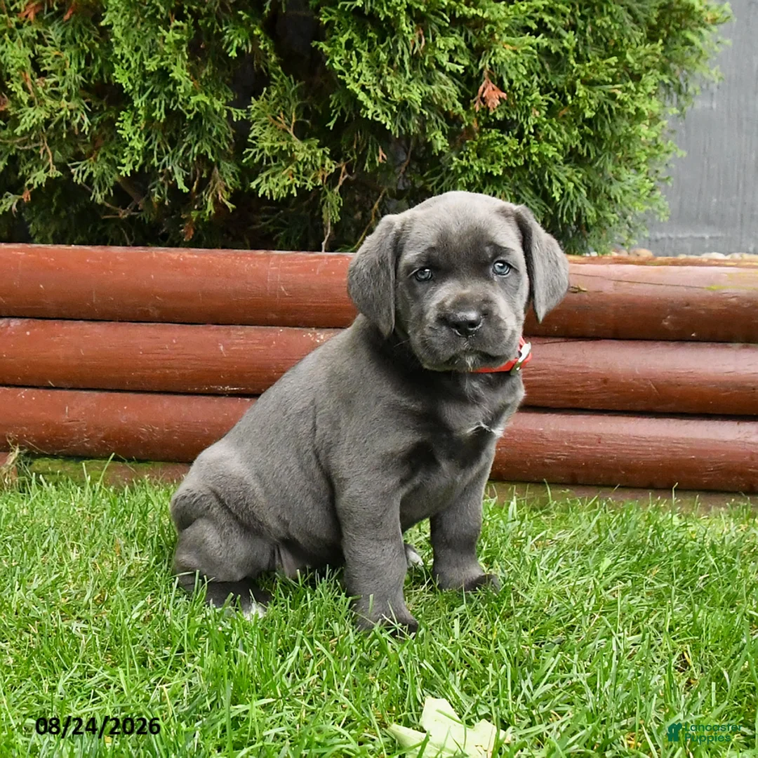 Cane Corso dogs for sale: August - Ad 1
