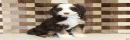 Mini Bernedoodle dogs for sale: Charlie - Ad 1