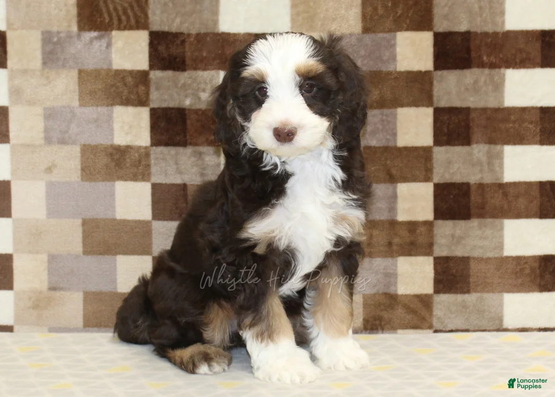 Mini Bernedoodle dogs for sale: Charlie - Ad 1