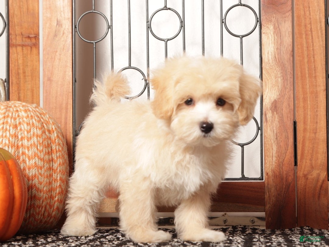 Maltipoo dogs for sale: Buddy- Male Maltipoo - Ad 4