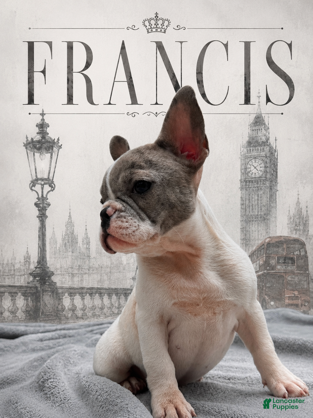 French Bulldog dogs Frances - Ad 42