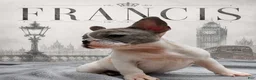 French Bulldog dogs for sale: Frances - Ad 1
