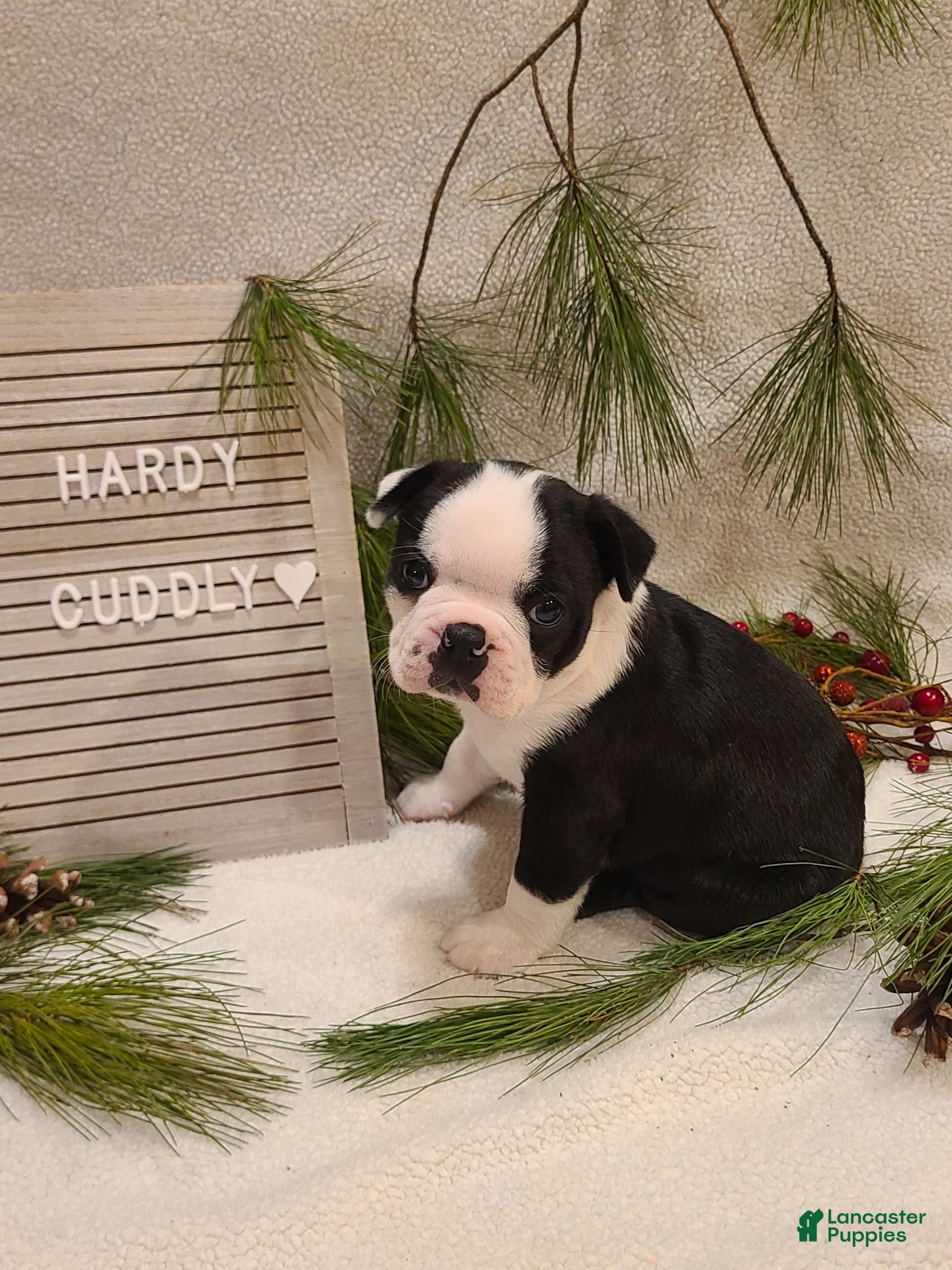 Boston Terrier dogs Hardy - Ad 41