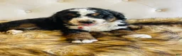 Bernedoodle dogs for sale: Macallan “ Mac”- “Ultra Bernedoodle”  - Ad 3