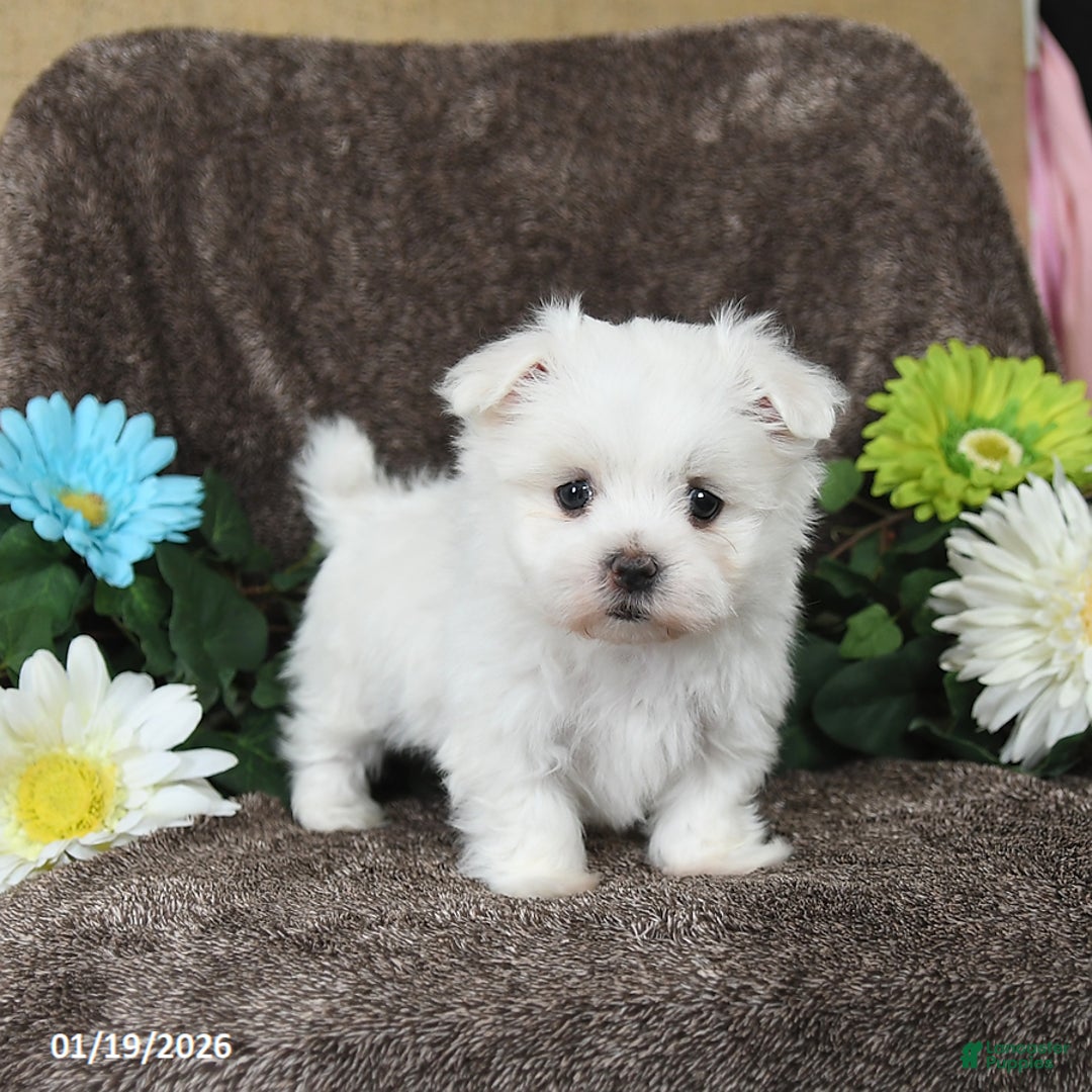 Maltese dogs for sale: Glendon - Ad 3