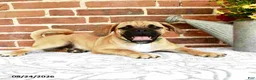 Puggle dogs for sale: Robbie - Ad 3