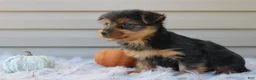 Yorkshire Terrier dogs for sale: Dreamer - Ad 6